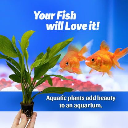 Magical Aquatic Plant – Echinodorus Argentiensis 🌿 (Buy 1 Get 1 Free🔥🔥)