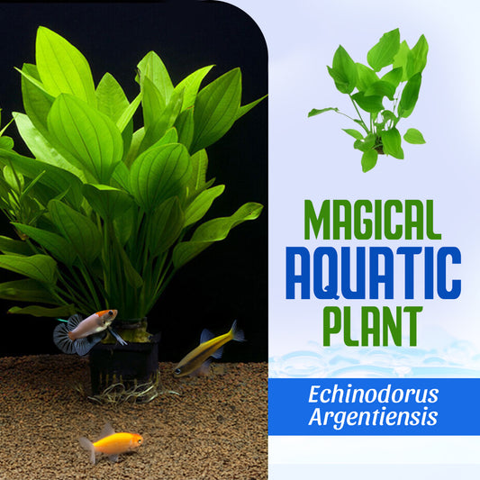 Magical Aquatic Plant – Echinodorus Argentiensis 🌿 (Buy 1 Get 1 Free🔥🔥)