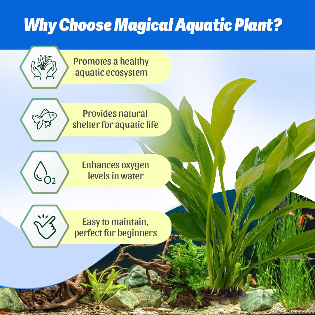Magical Aquatic Plant – Echinodorus Argentiensis 🌿 (Buy 1 Get 1 Free🔥🔥)