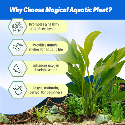 Magical Aquatic Plant – Echinodorus Argentiensis 🌿 (Buy 1 Get 1 Free🔥🔥)