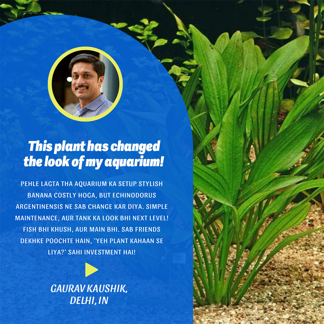 Magical Aquatic Plant – Echinodorus Argentiensis 🌿 (Buy 1 Get 1 Free🔥🔥)