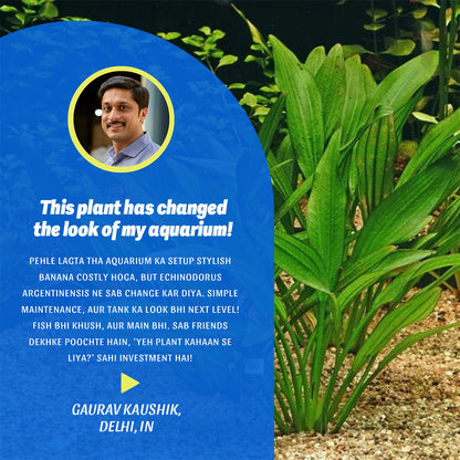 Magical Aquatic Plant – Echinodorus Argentiensis 🌿 (Buy 1 Get 1 Free🔥🔥)