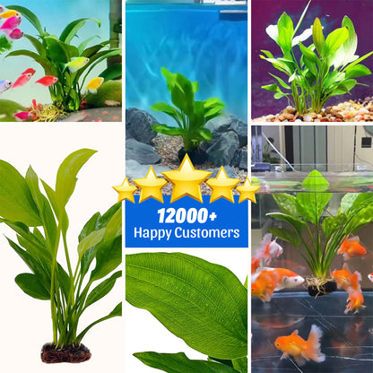 Magical Aquatic Plant – Echinodorus Argentiensis 🌿 (Buy 1 Get 1 Free🔥🔥)