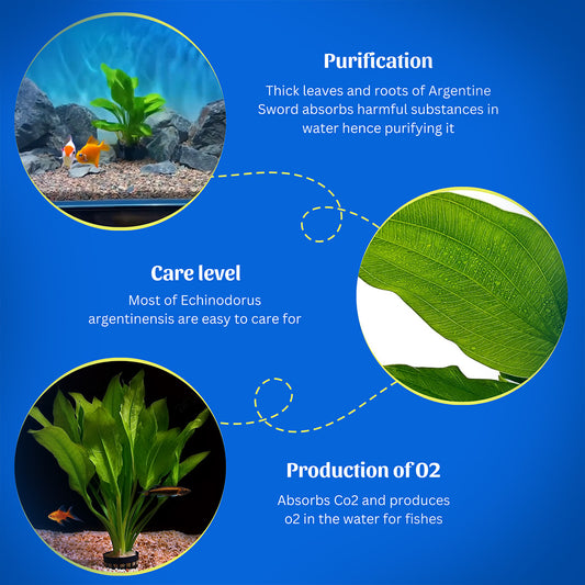 Magical Aquatic Plant – Echinodorus Argentiensis 🌿 (Buy 1 Get 1 Free🔥🔥)